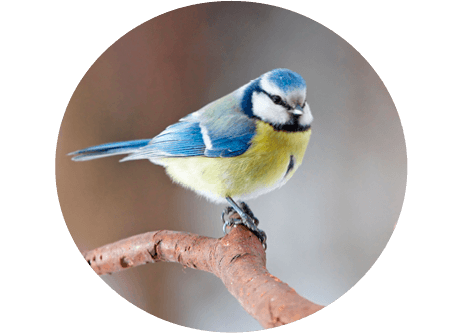 Kunskapsartiklar inom småfåglar på granngården.se