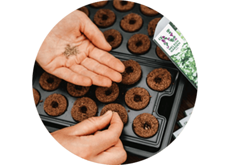 köp fröer online hos granngården.se