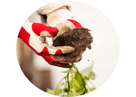 Kunskapsartiklar inom trädgård & odla på granngården.se