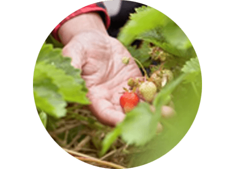 köp odling och tillbehör online hos granngården