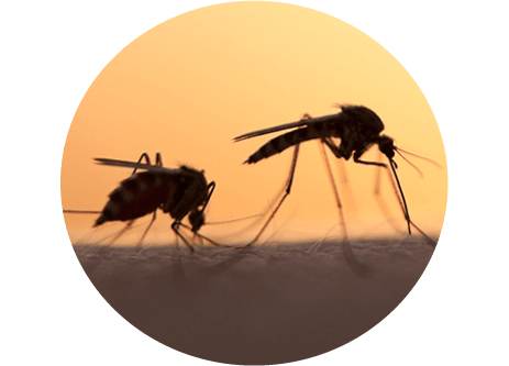 Kunskapsartiklar inom skadedjur utomhus och inomhus på granngården.se