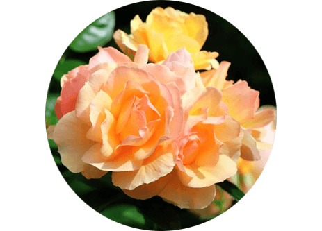 köp växter hos granngården