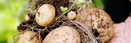 Potatis direkt ut potatislandet. Läs vår hållbarhetspolicy här