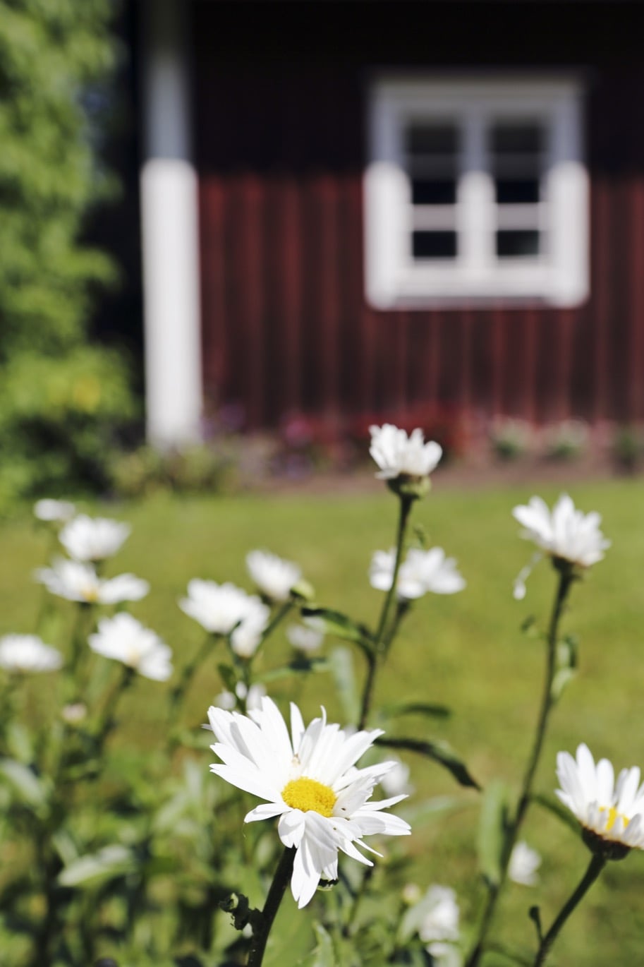 vita blommor framför hus