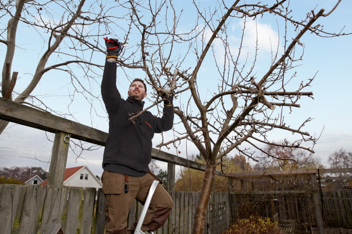 JAS-perioden — dags att beskära fruktträden