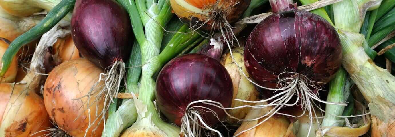 Gula och röda lökar