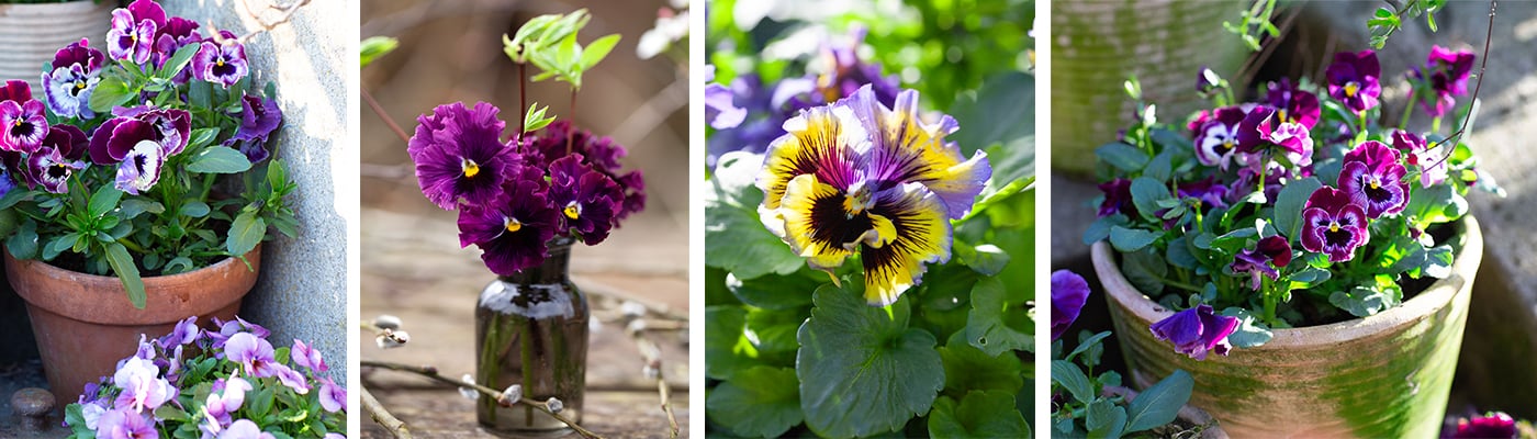 hero bild hos granngården startsida