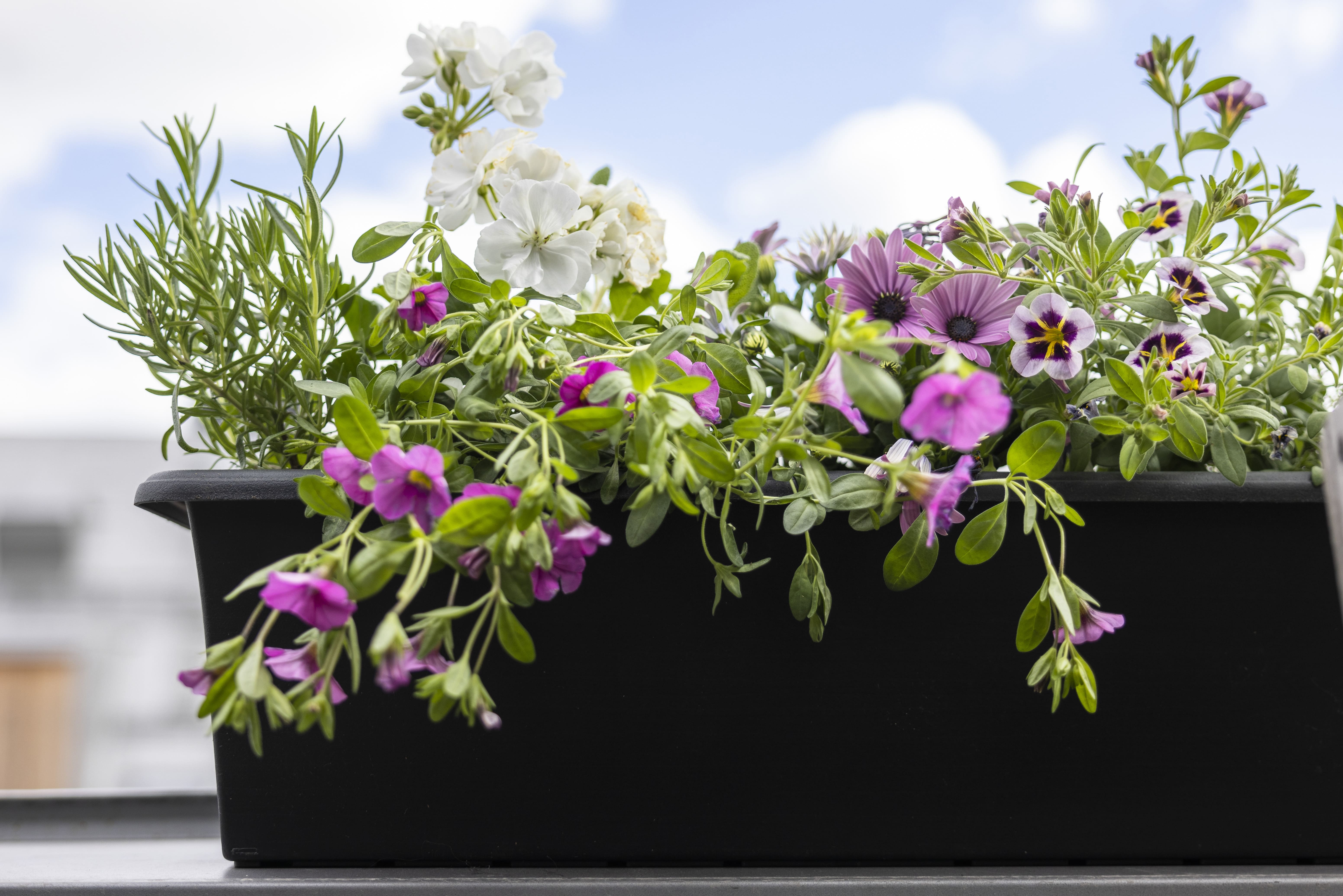Balkonglåda med blommor. Läs om hur du odlar på balkong på granngården.se