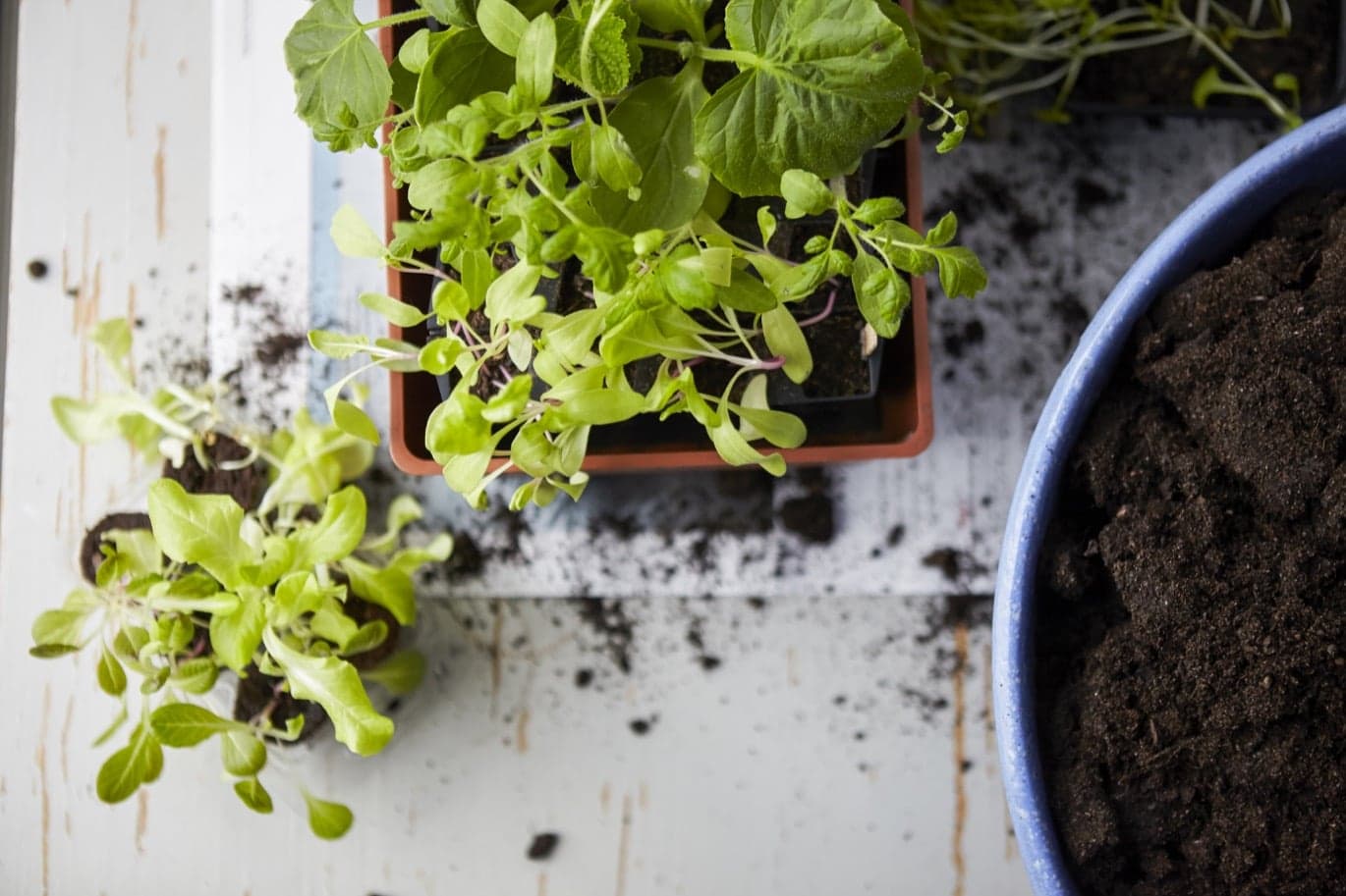 Bild på växt och kruka med jord