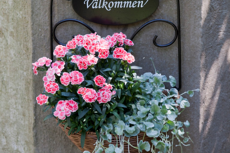 Från Sverige svenska växter på Granngården