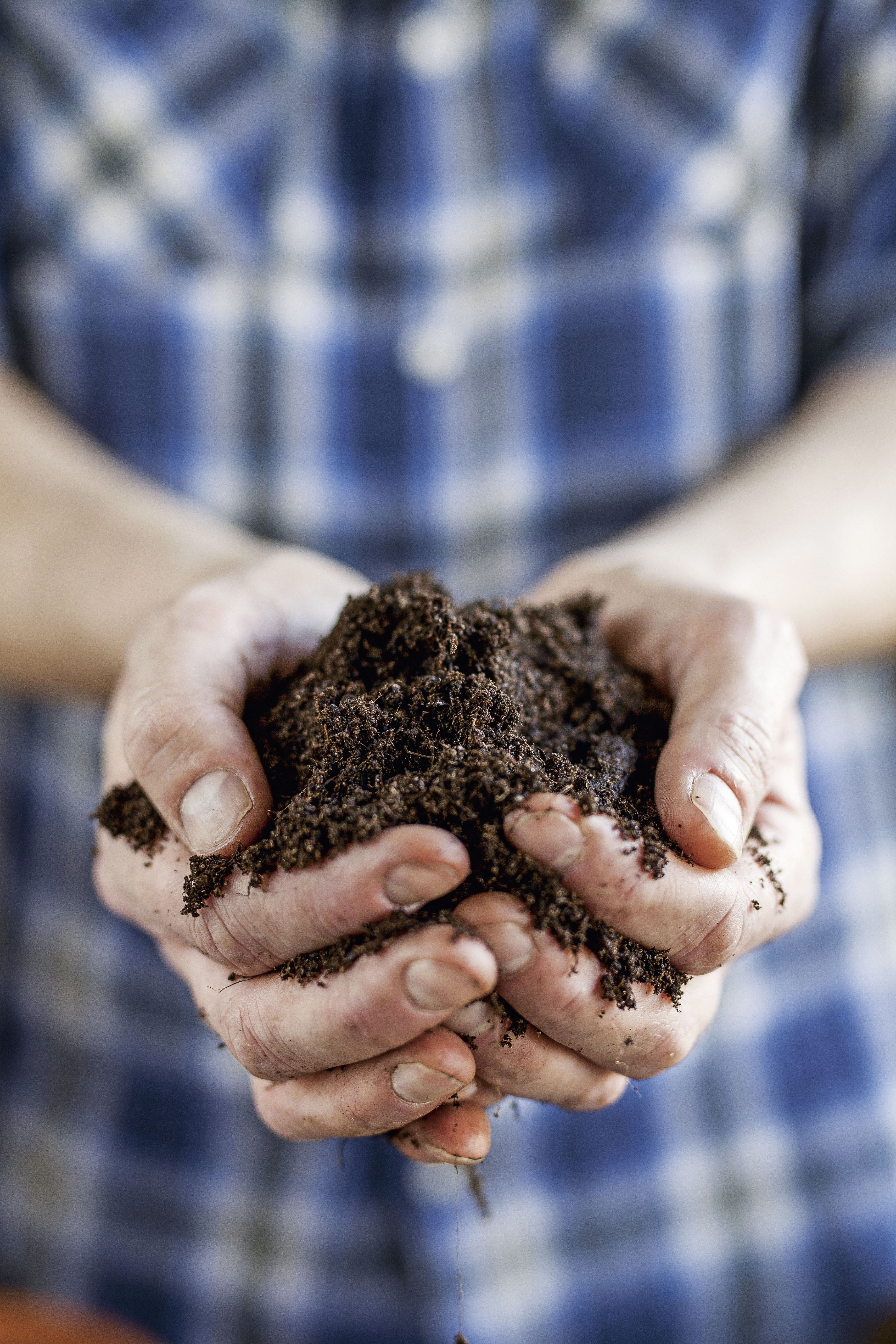 planteringsjord i kupade händer på människa