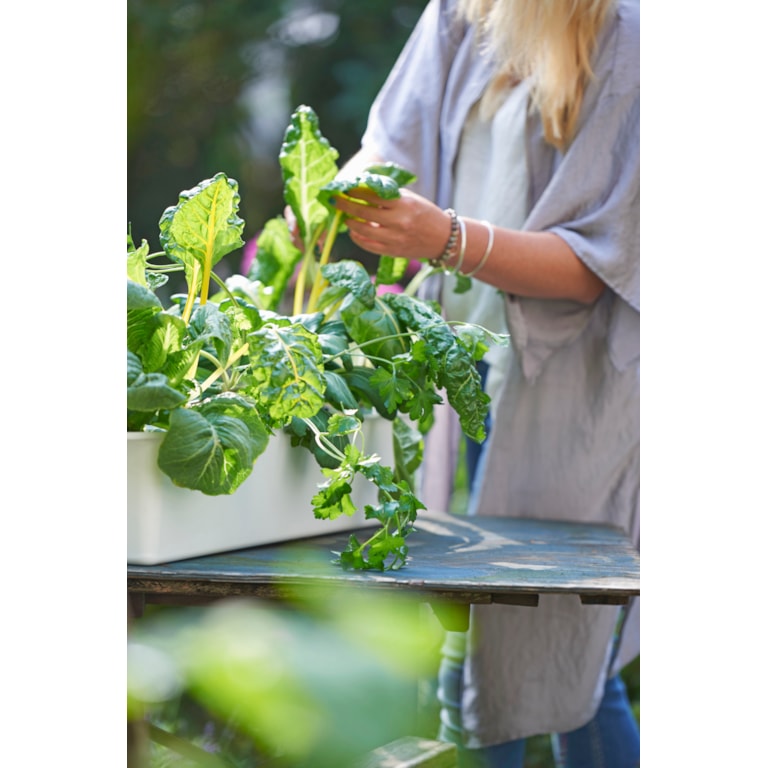 Vem passar hydroponisk odling? Läs mer i guiden på granngården.se