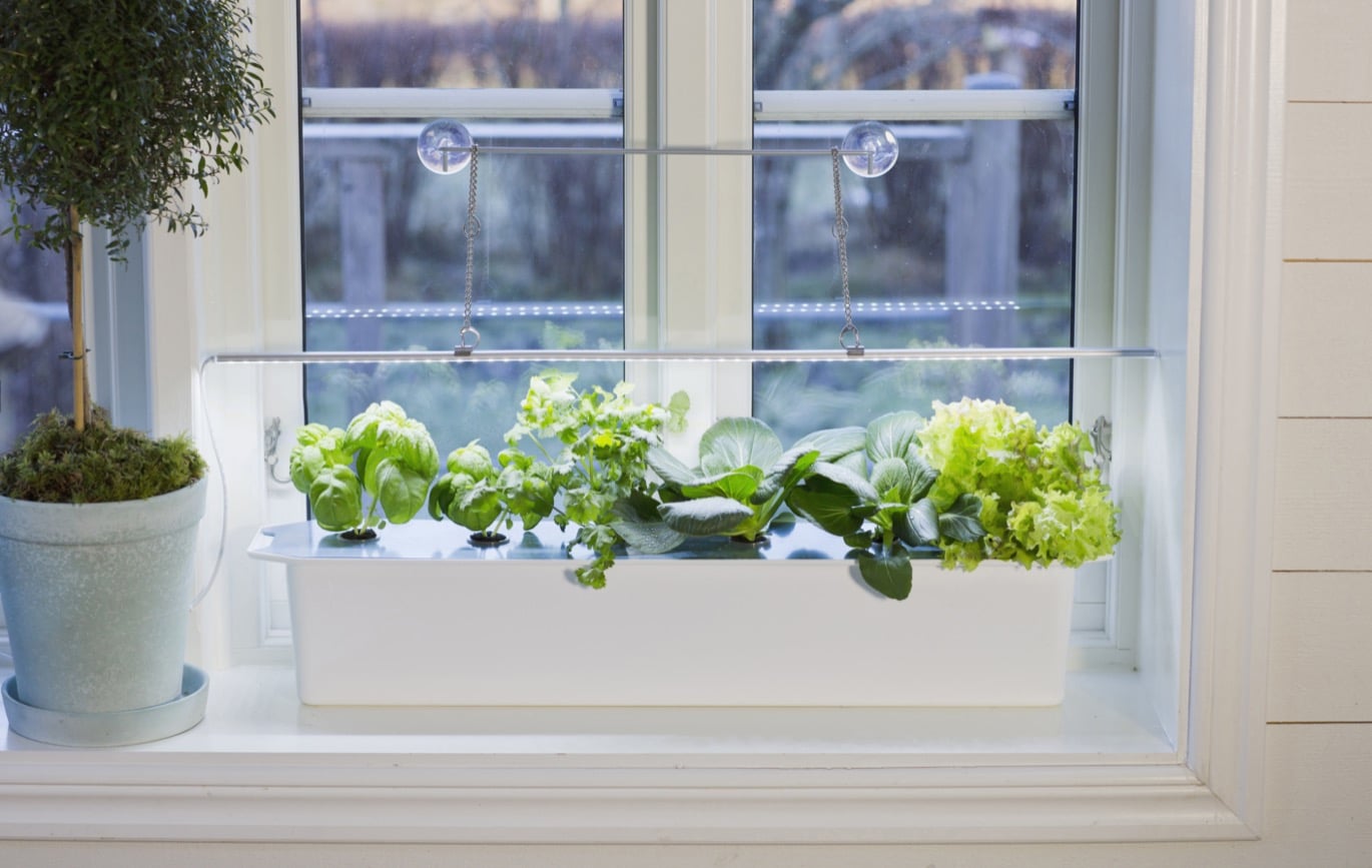 Kom igång med hydroponisk odling! Lär dig allt i guiden på granngården.se