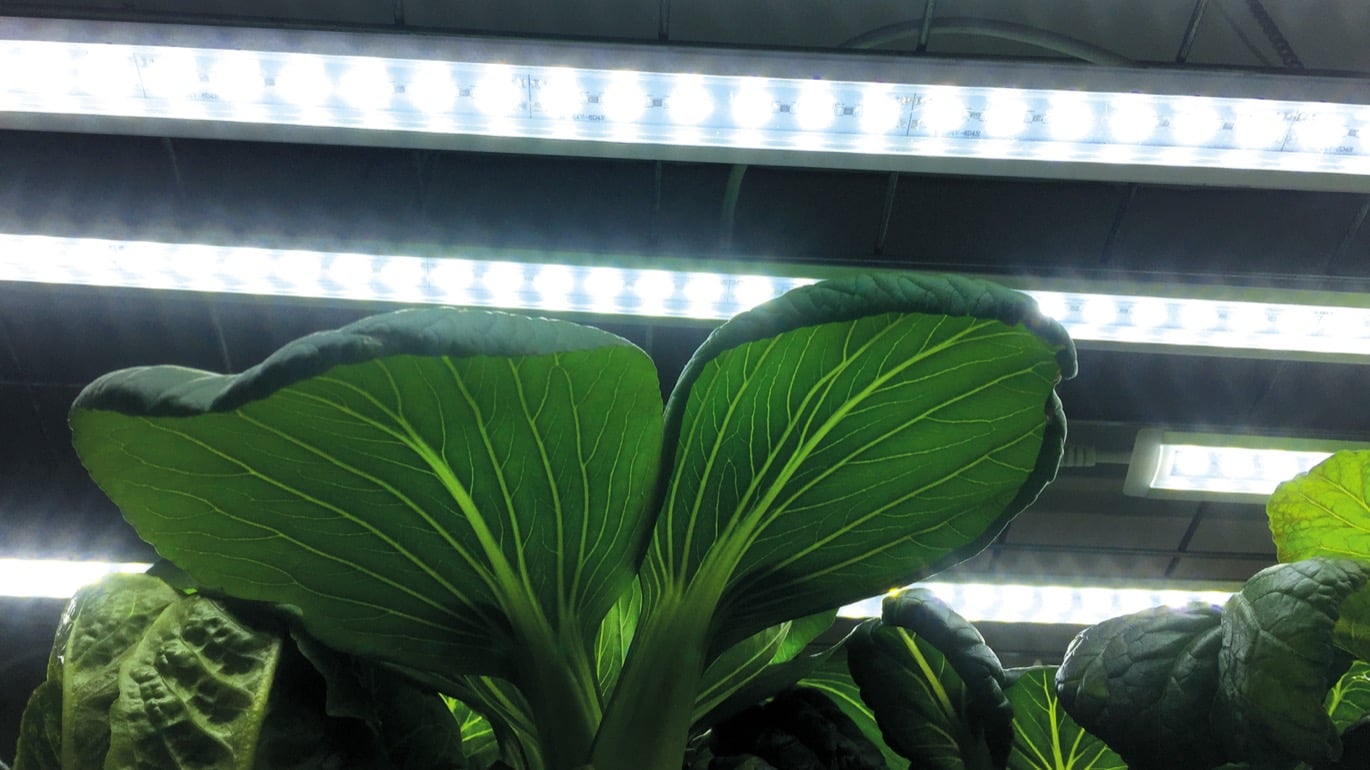 Växtbelysning över salladsodling. Hitta produkter för förodling på granngården.se