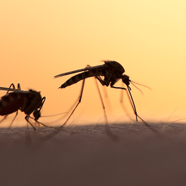 Myggskydd för en myggfri sommar