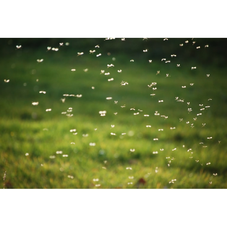 Vad gör en myggrik sommar? Läs mer om hur du skyddar dig mot mygg online på granngården.se