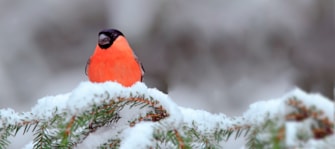 gör talgbollar till småfåglar på vintern, granngården.se