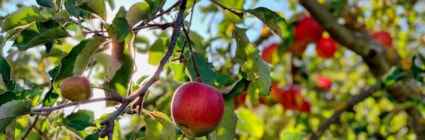 Äppelträd —  så beskär du äppelträd. Läs mer på granngården.se