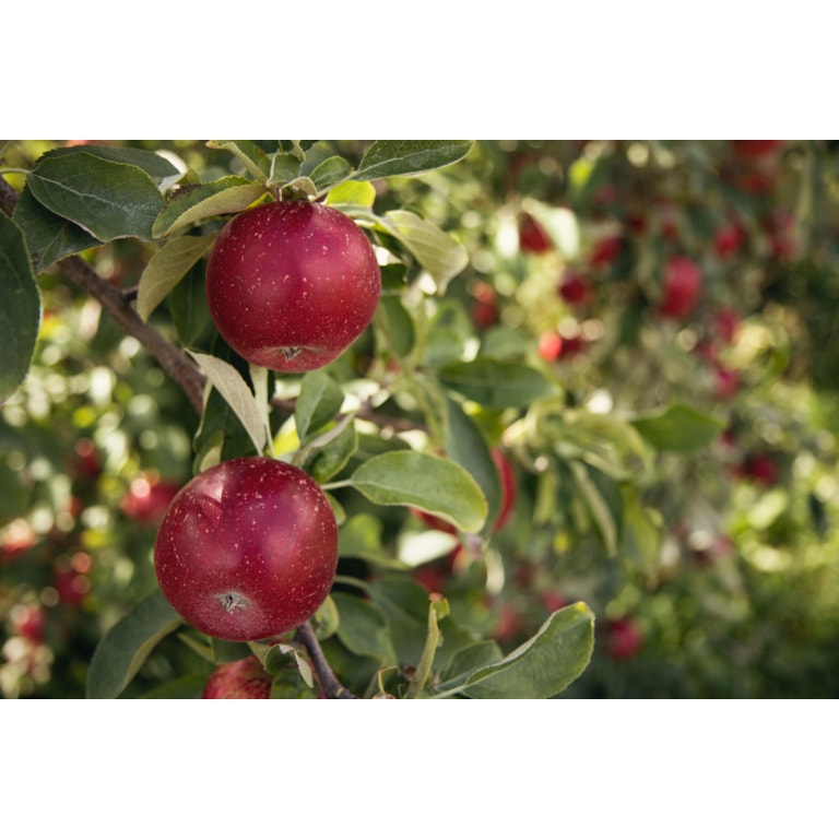Äpplen i äppelträd