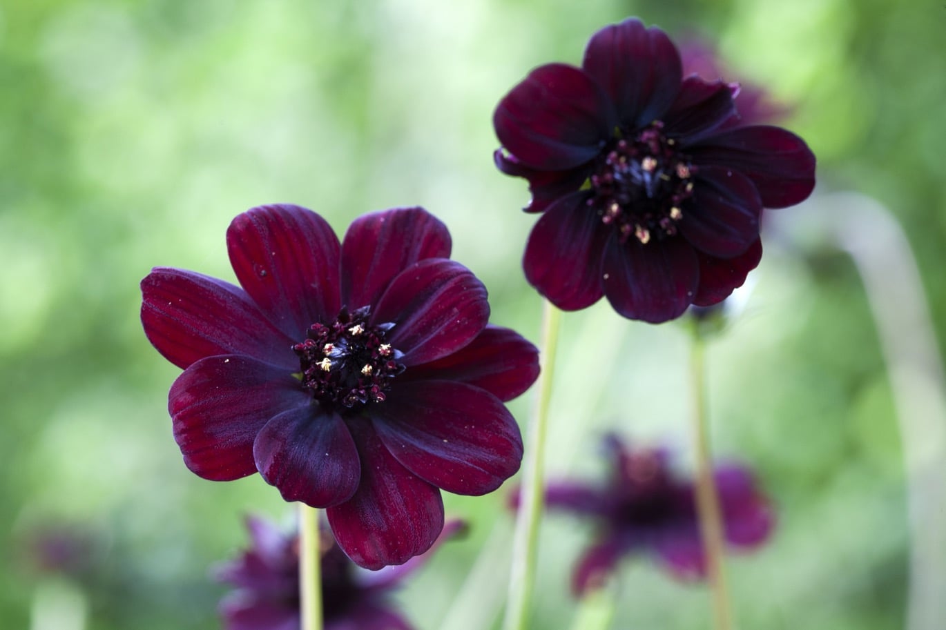 Årets sommarblomma 2022 — Chokladskära!