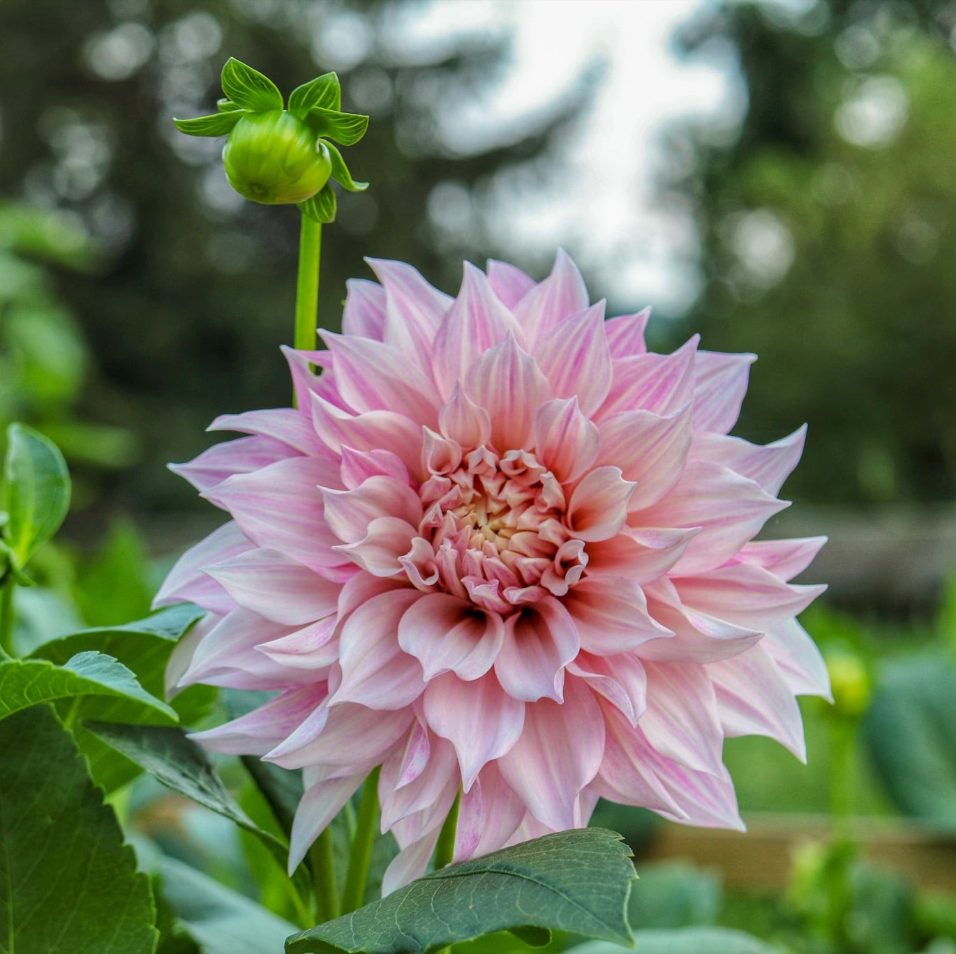 Övervintra dahlia