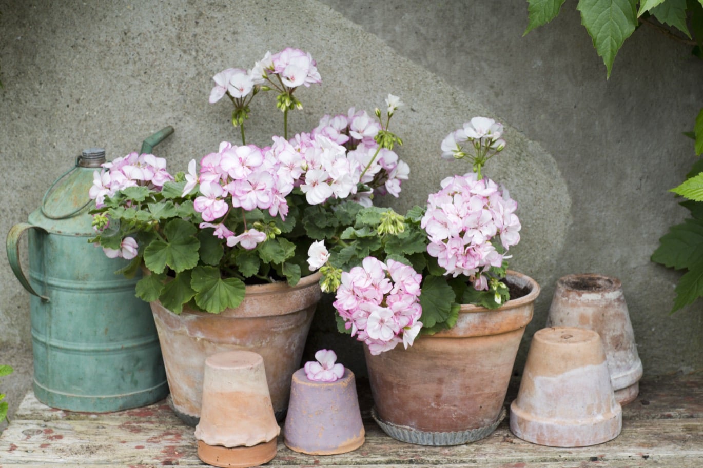 Pelargoner - Allt du vill veta